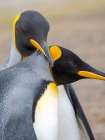 King penguin adults courtship display. South America, Falkland Islands, Saunders Island Art Print